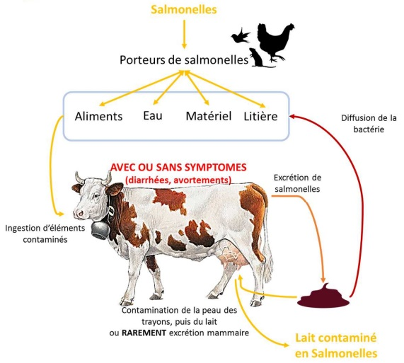 Schéma propagation d'une contamination à la salmonelle