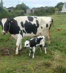 La Holstein, la race de vache la plus utilisée pour son lait. Elle peut produire aussi du lait pour faire du fromage