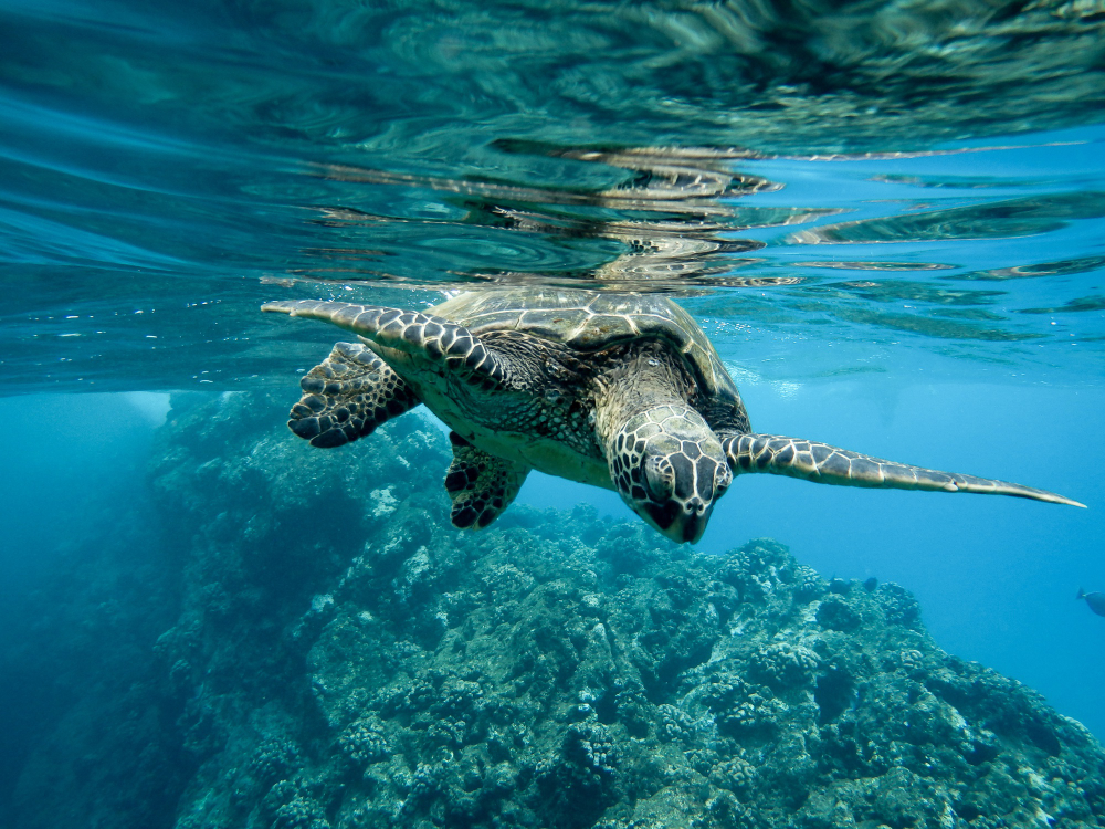 Une tortue qui se sent bien dans les eaux turquoises d'Océanie. Plongeons avec elle dans le paysage fromager de la région 