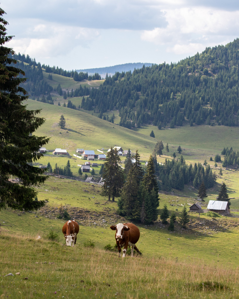 Vue d'une ferme de Savoie qui produit du Reblochon