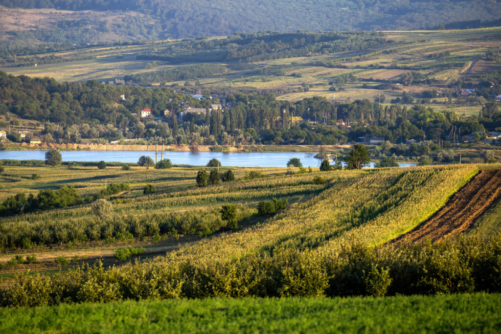 Paysages verdoyants du terroir toulousain avec troupeaux de chèvres et brebis, illustrant l'environnement naturel des meilleurs producteurs locaux de fromage